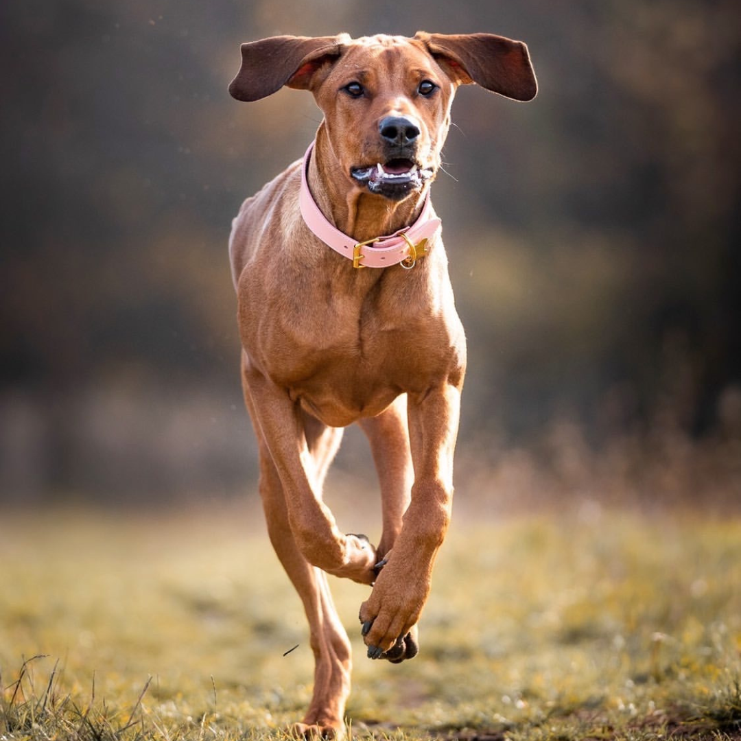 Ridgeback active dogs