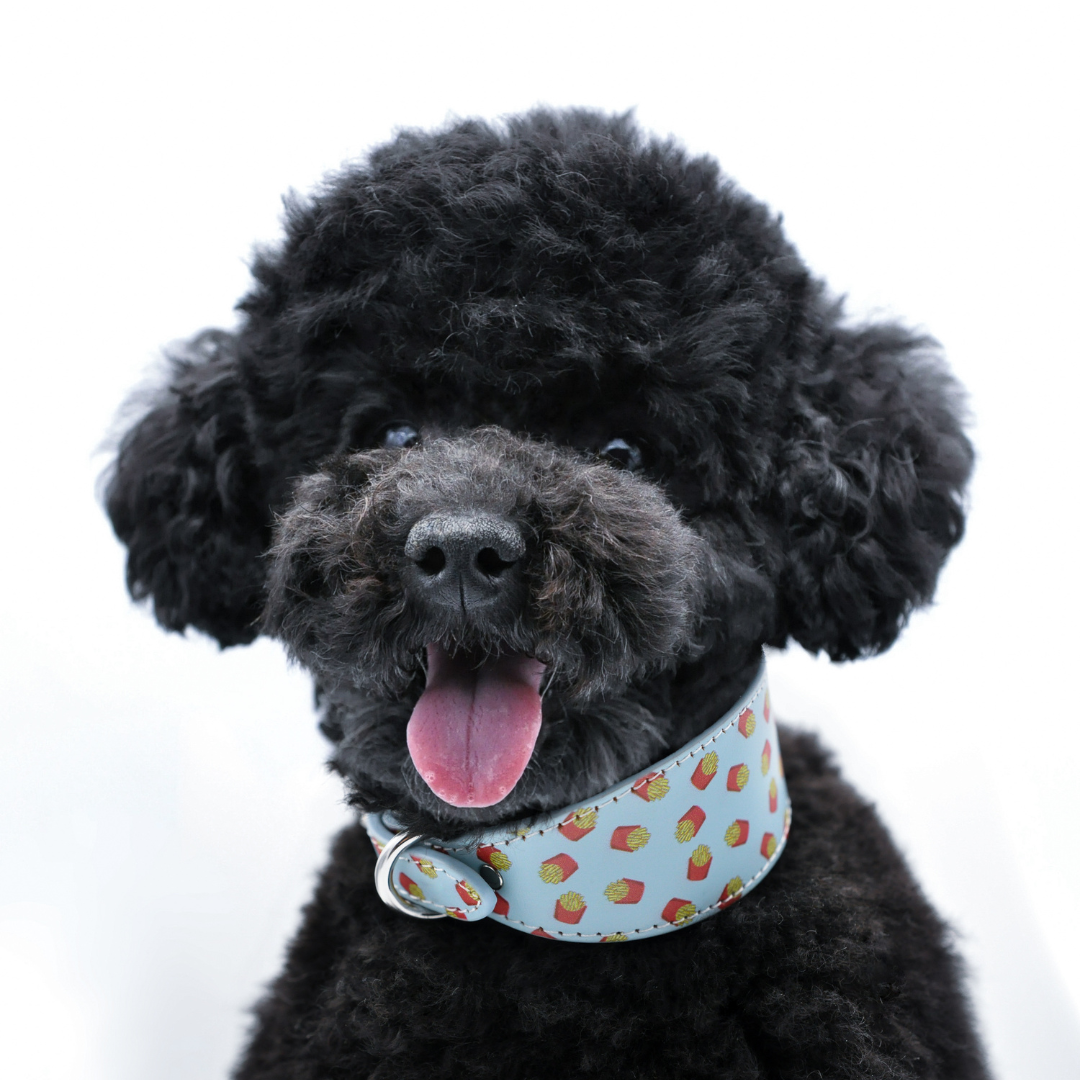 poodle, dogs that dont shed, allergies