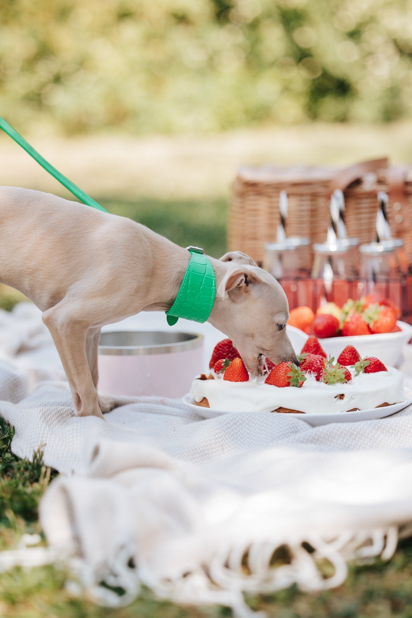 Celebrate International Dog Day in Style