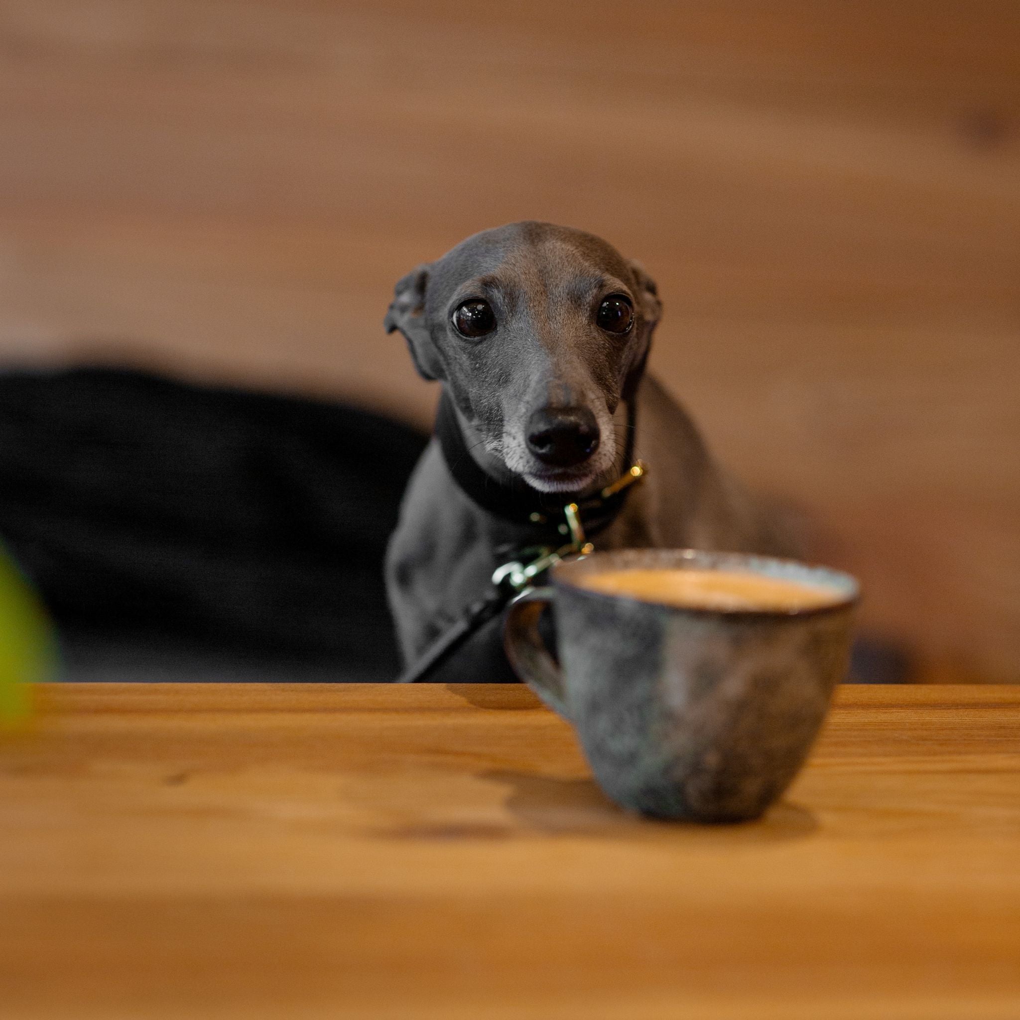 Classic Neutrals Collection