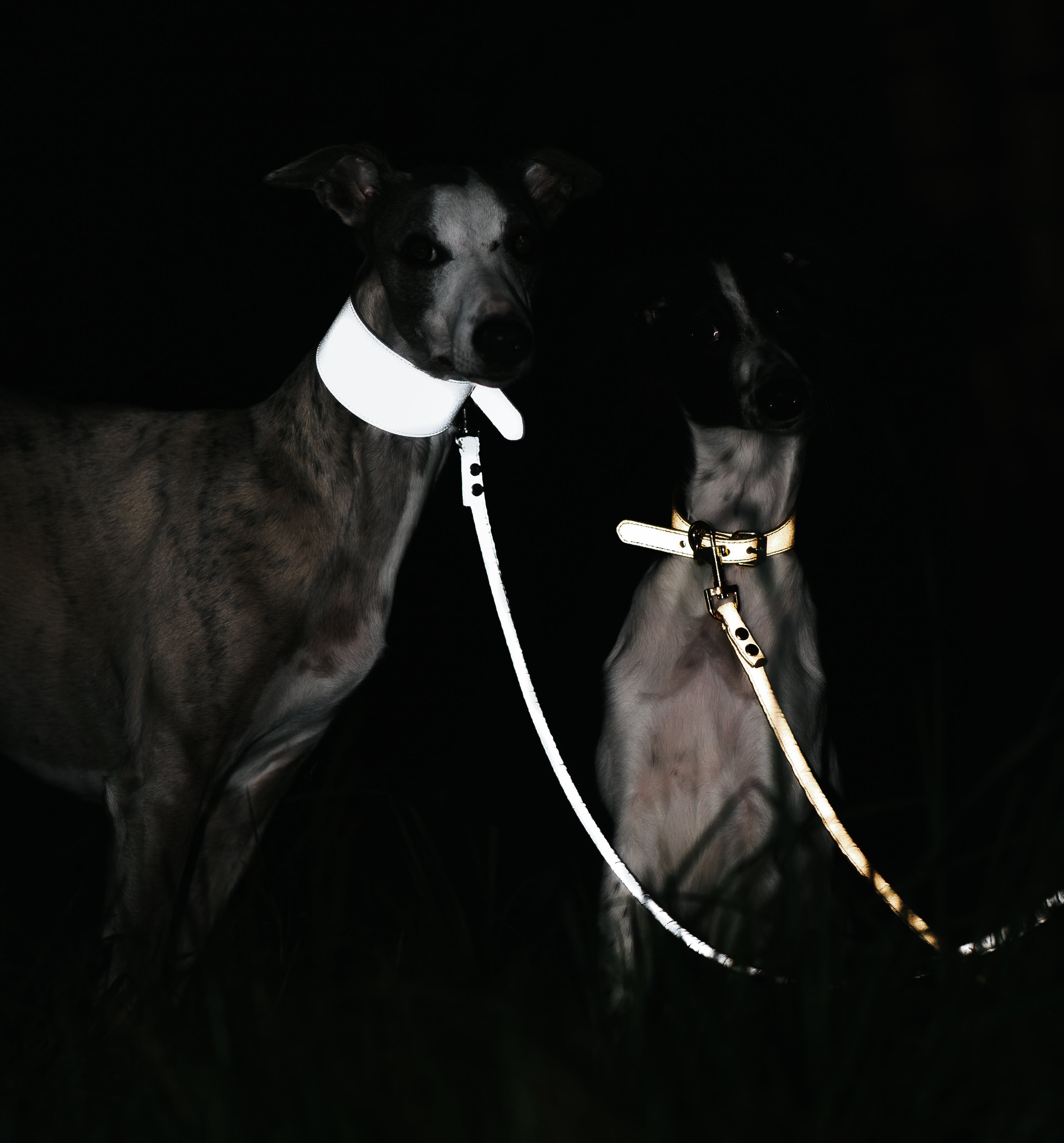 Reflective Dog Leads