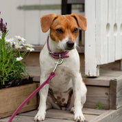 Purple Dog Lead