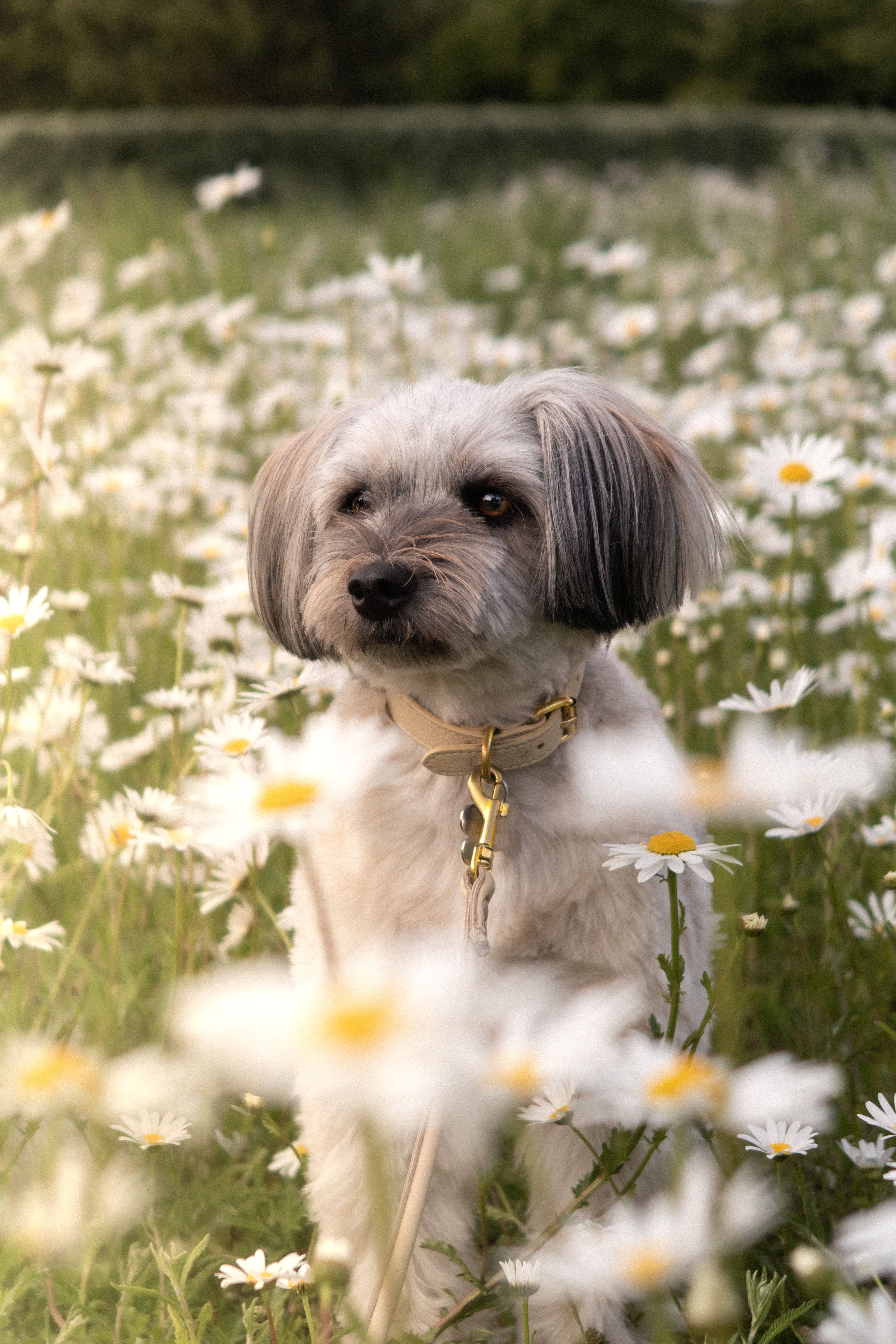 Beige Dog Collar Thin