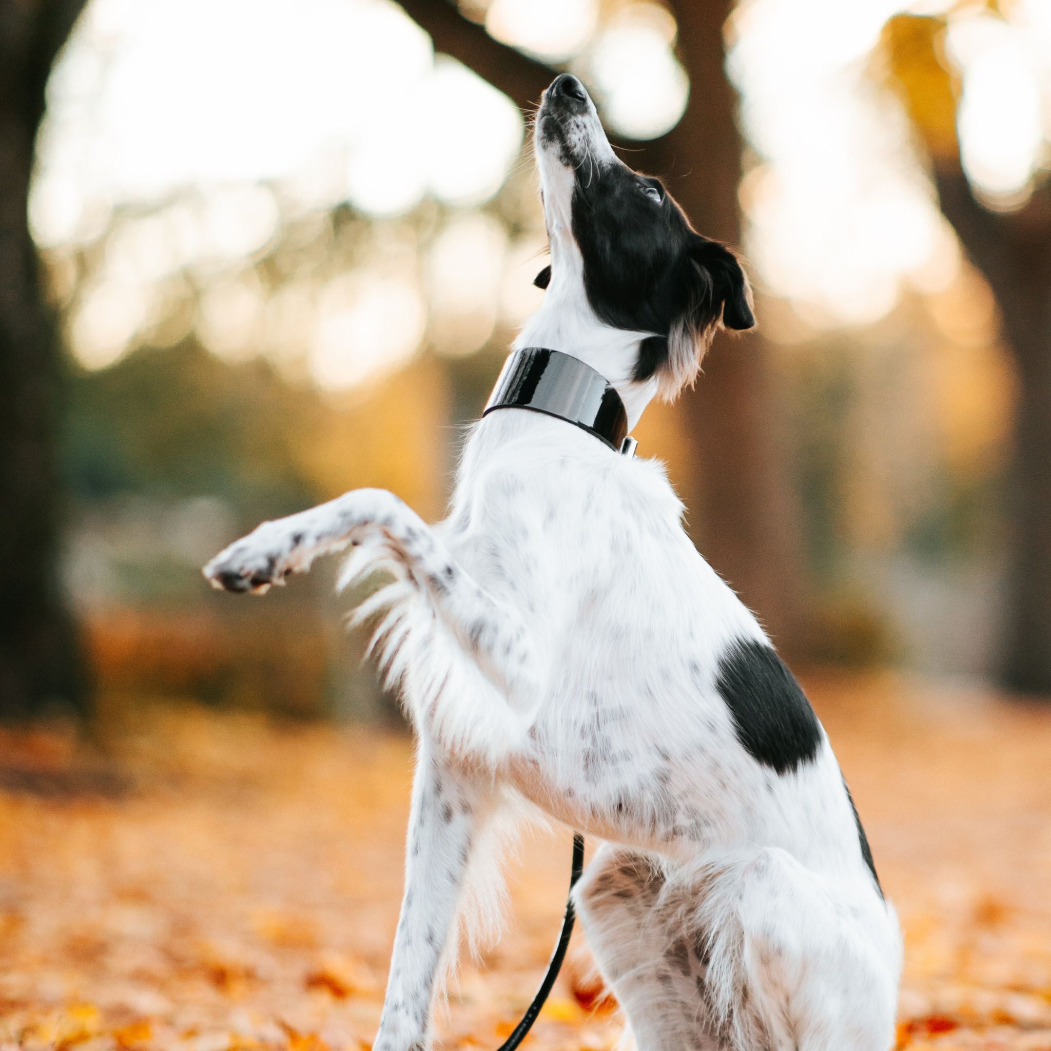 Glossy Black Dog Collar Wide