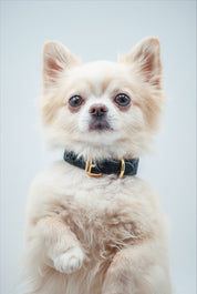 Black Croco Dog Collar Thin