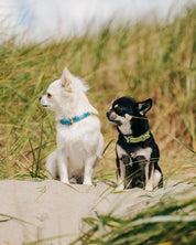 Pastel Green Croco Dog Collar Thin