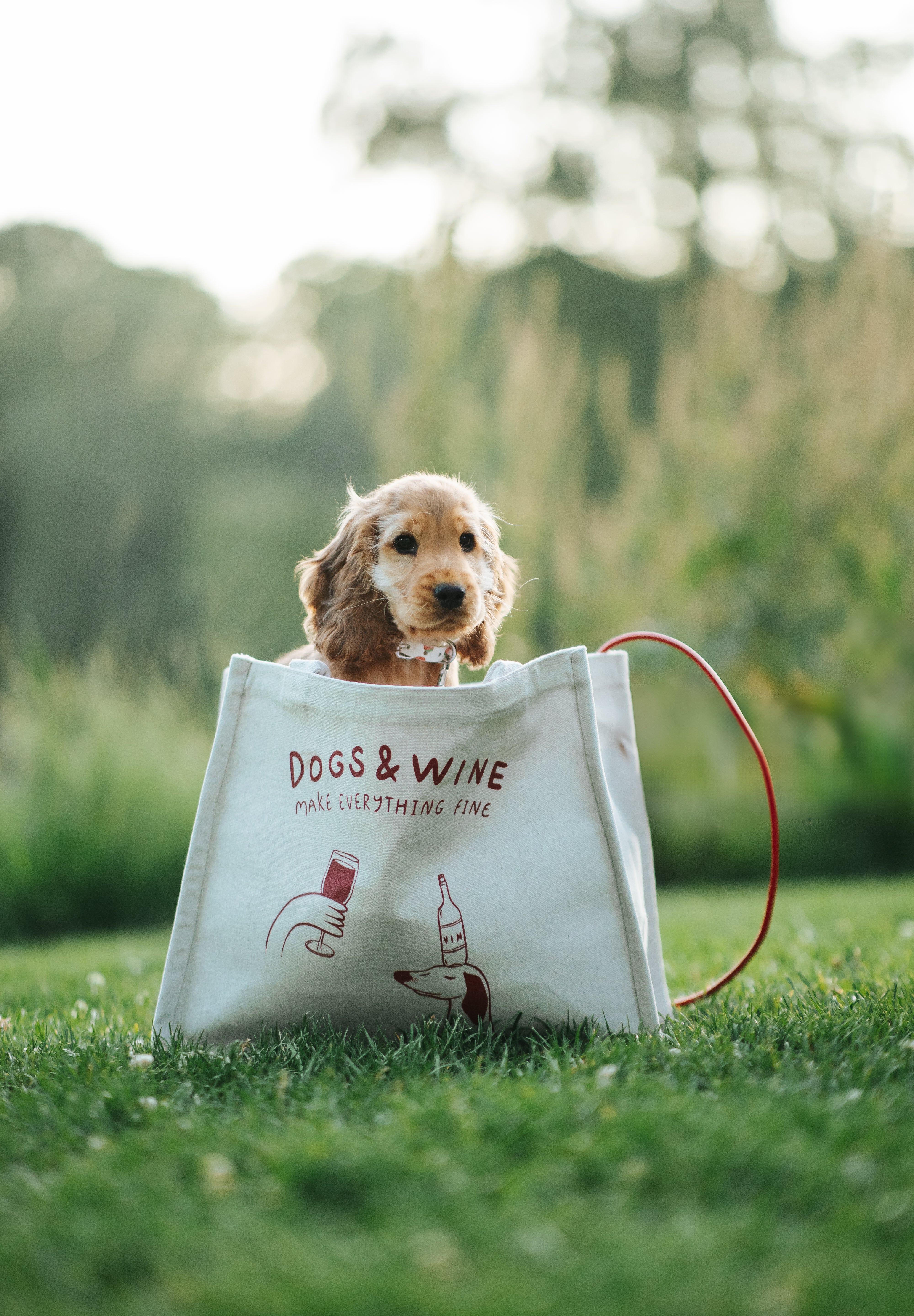Beige Premium Tote Bag - Dogs & Wine Make Everything Fine
