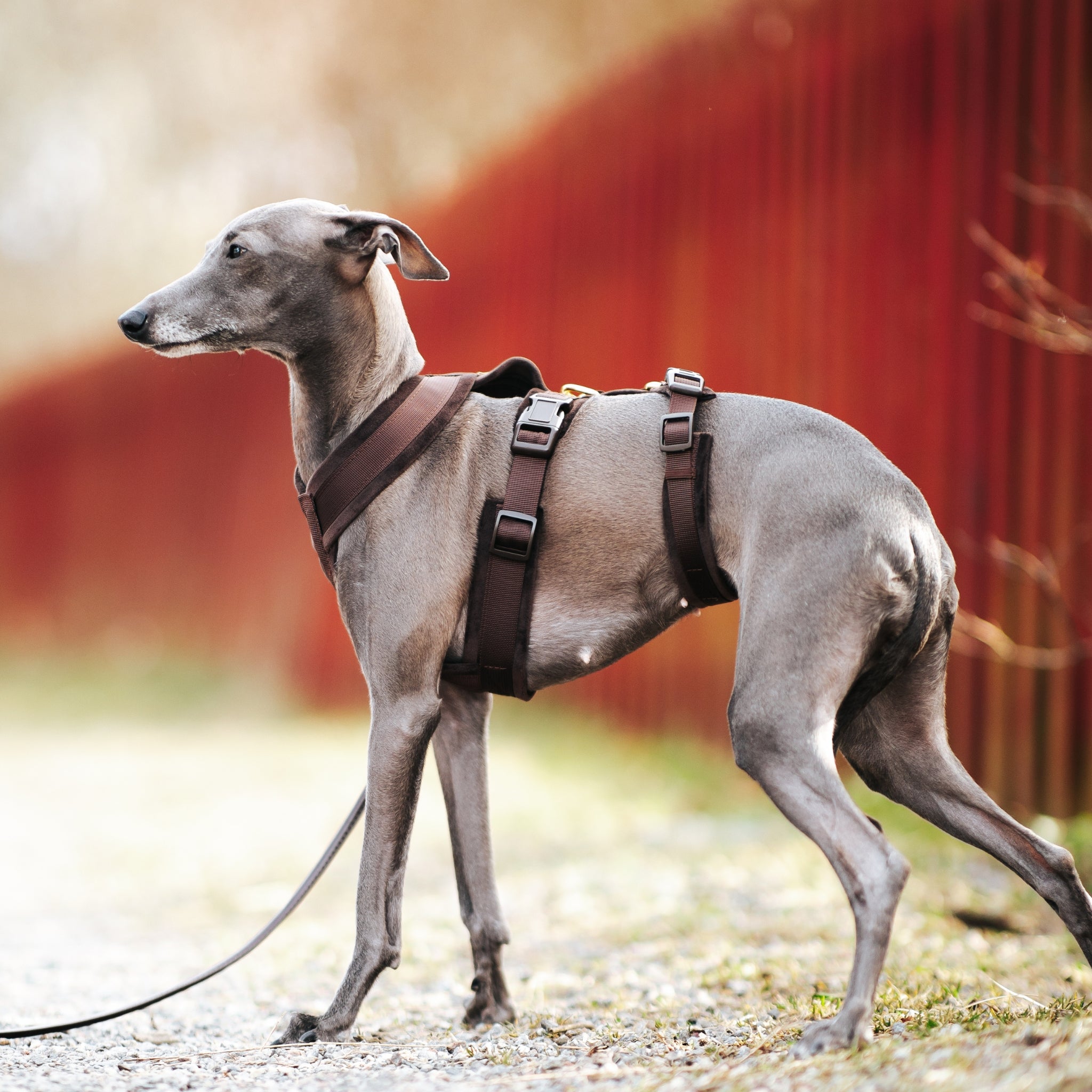 Coffee Brown Y-Harness