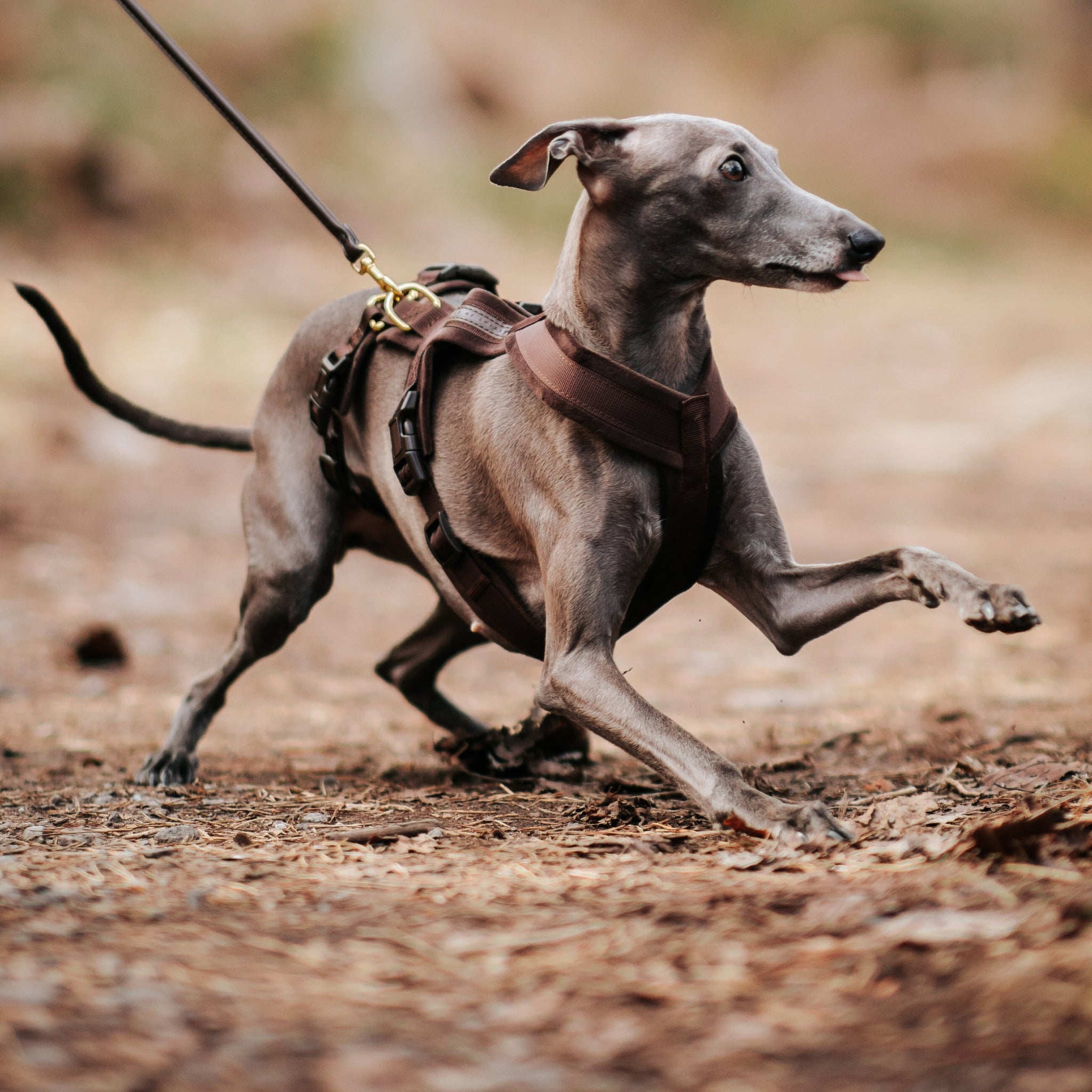 coffee-brown-harness-size-xs-italian-greyhound-playing.jpg