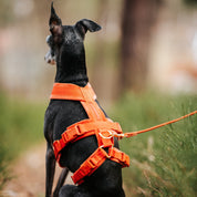 Cognac Y-Harness