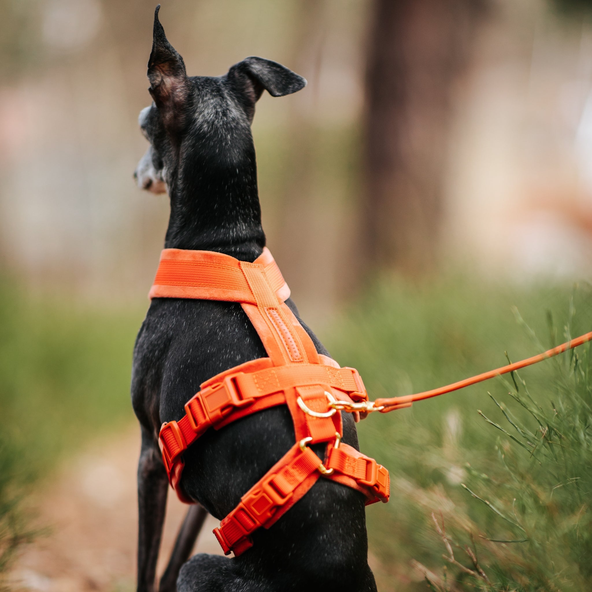 Cognac Y-Harness
