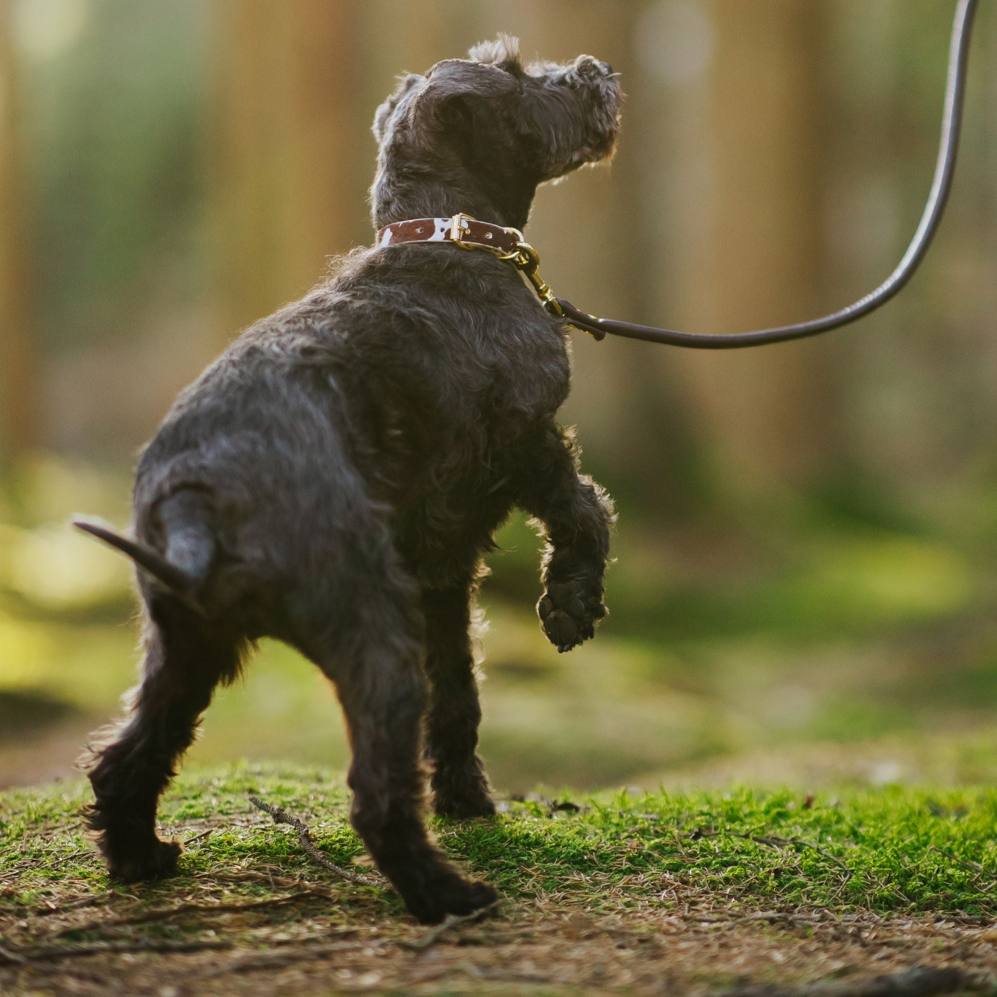 Cow Dog Collar Thin