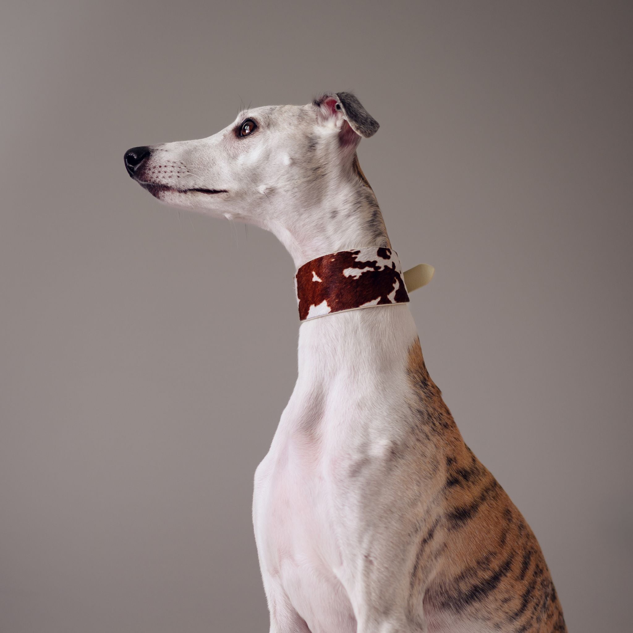 Cow Dog Collar Wide