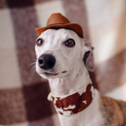 Cow Dog Collar Wide