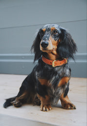 Cognac Dog Collar Thin