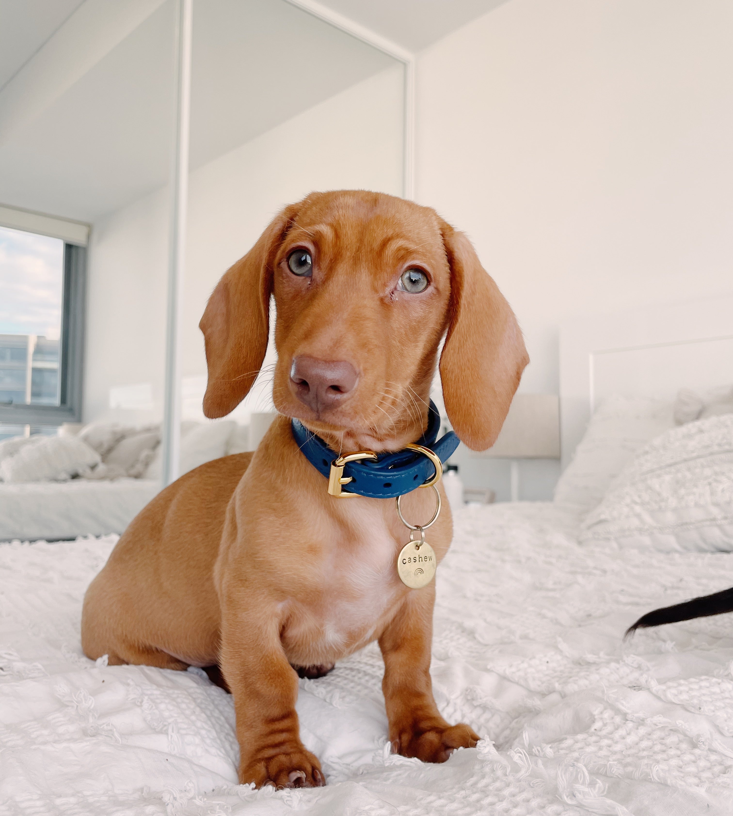 Dark Blue Dog Collar Thin