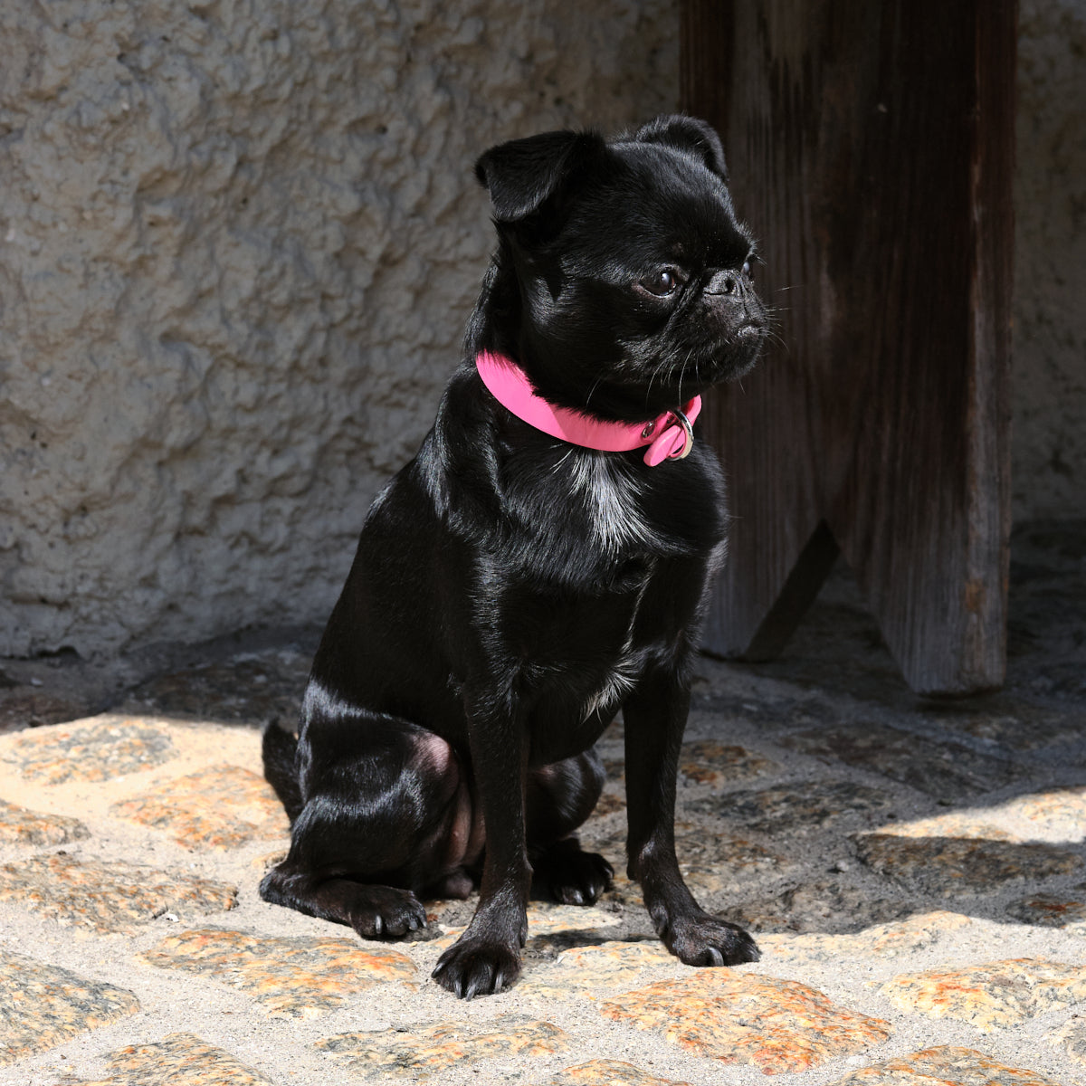 glossy-pink-dog-collar-thin-griffon.jpg