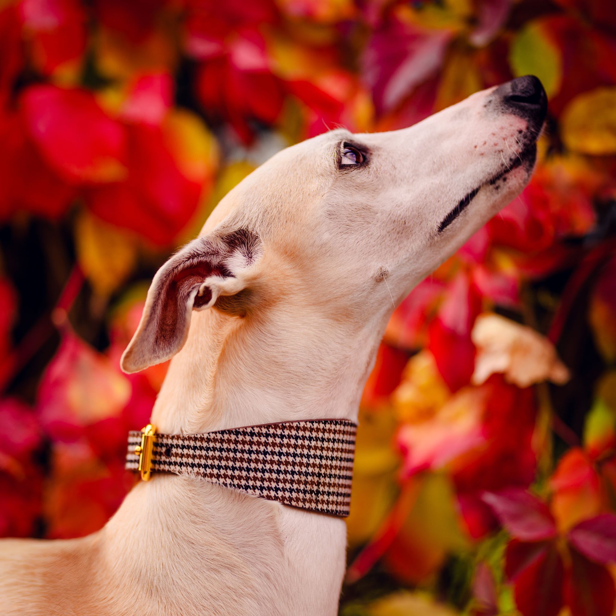 Houndstooth Dog Collar Wide