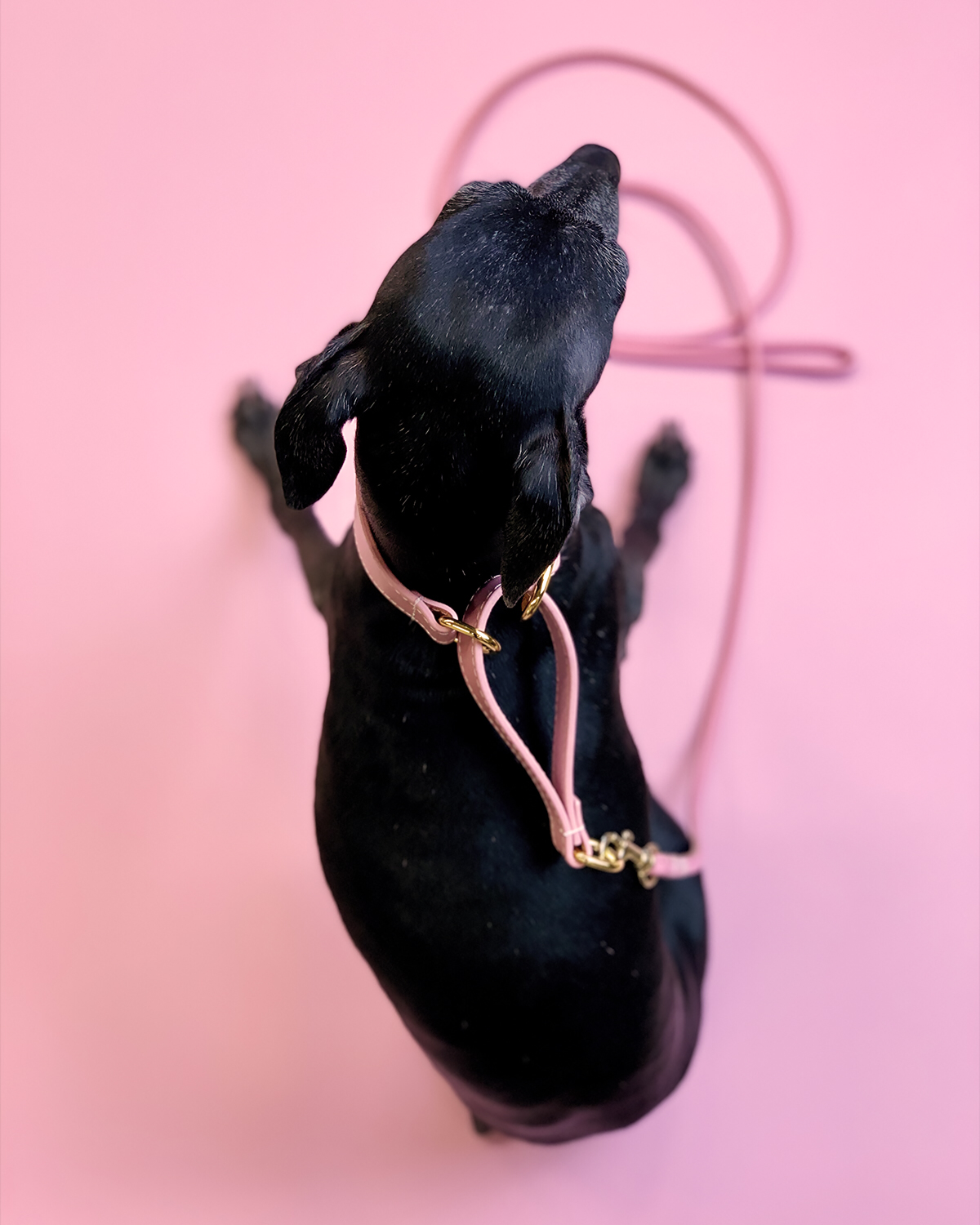 Pink Dog Lead
