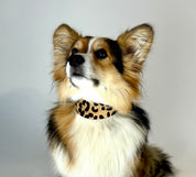 Leopard Dog Collar Wide