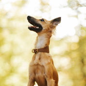Mocha Brown Dog Collar Wide