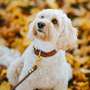 Mocha Brown Dog Lead