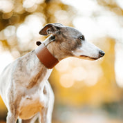 Mocha Brown Dog Collar Wide
