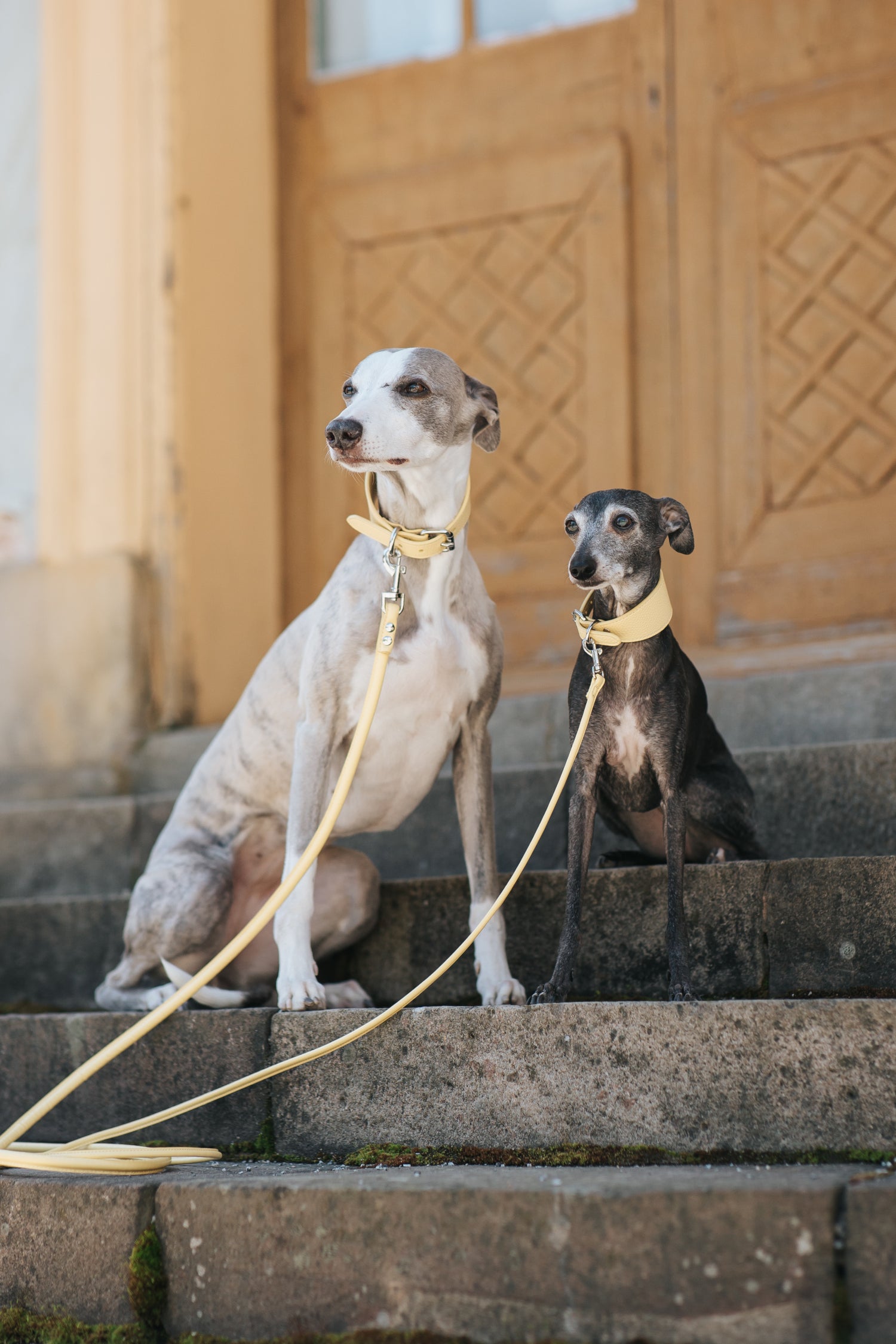 Pastel Yellow Dog Collar Wide