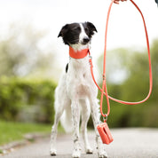 Peach Dog Lead