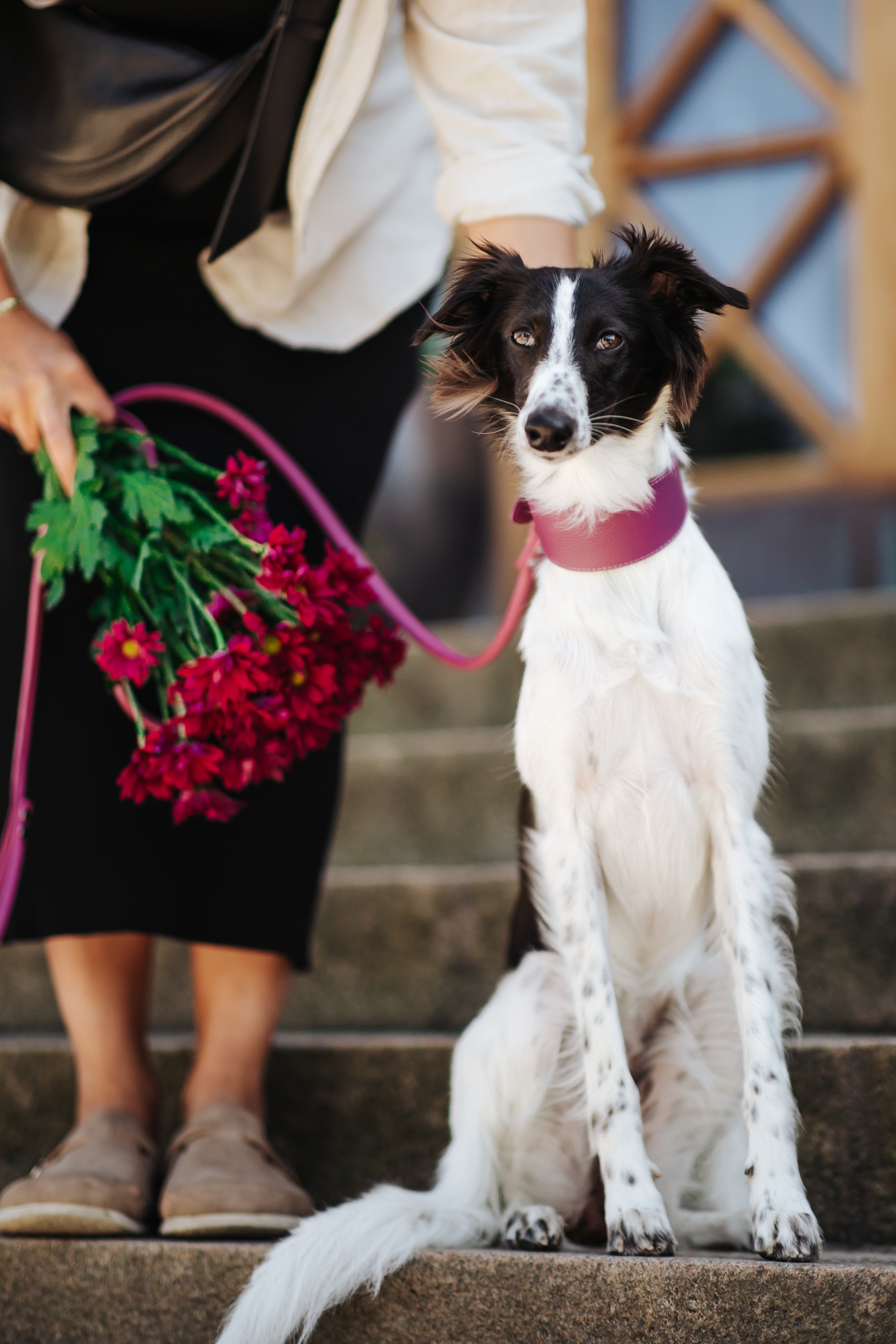Purple Dog Collar Wide