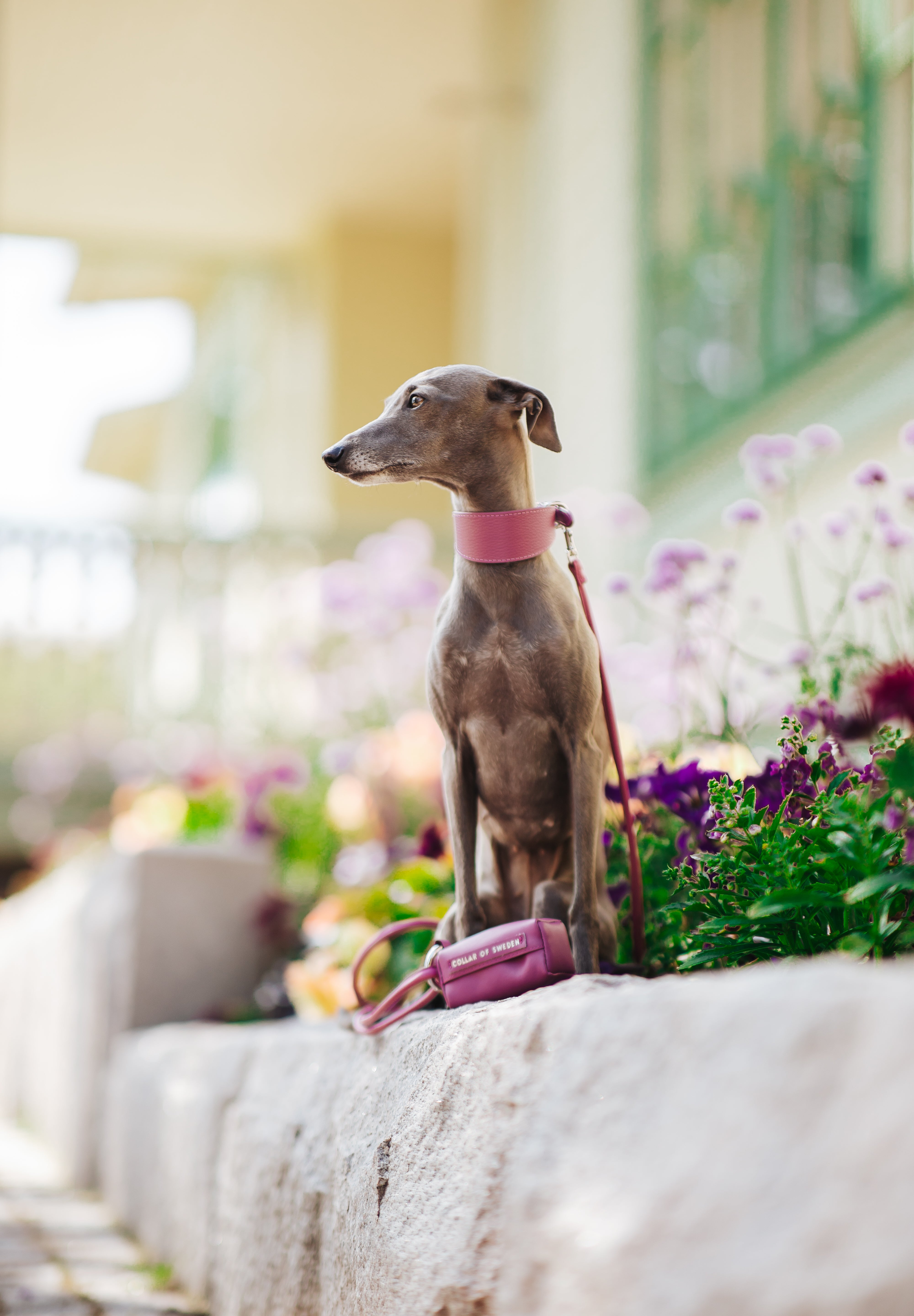 Purple Dog Collar Wide