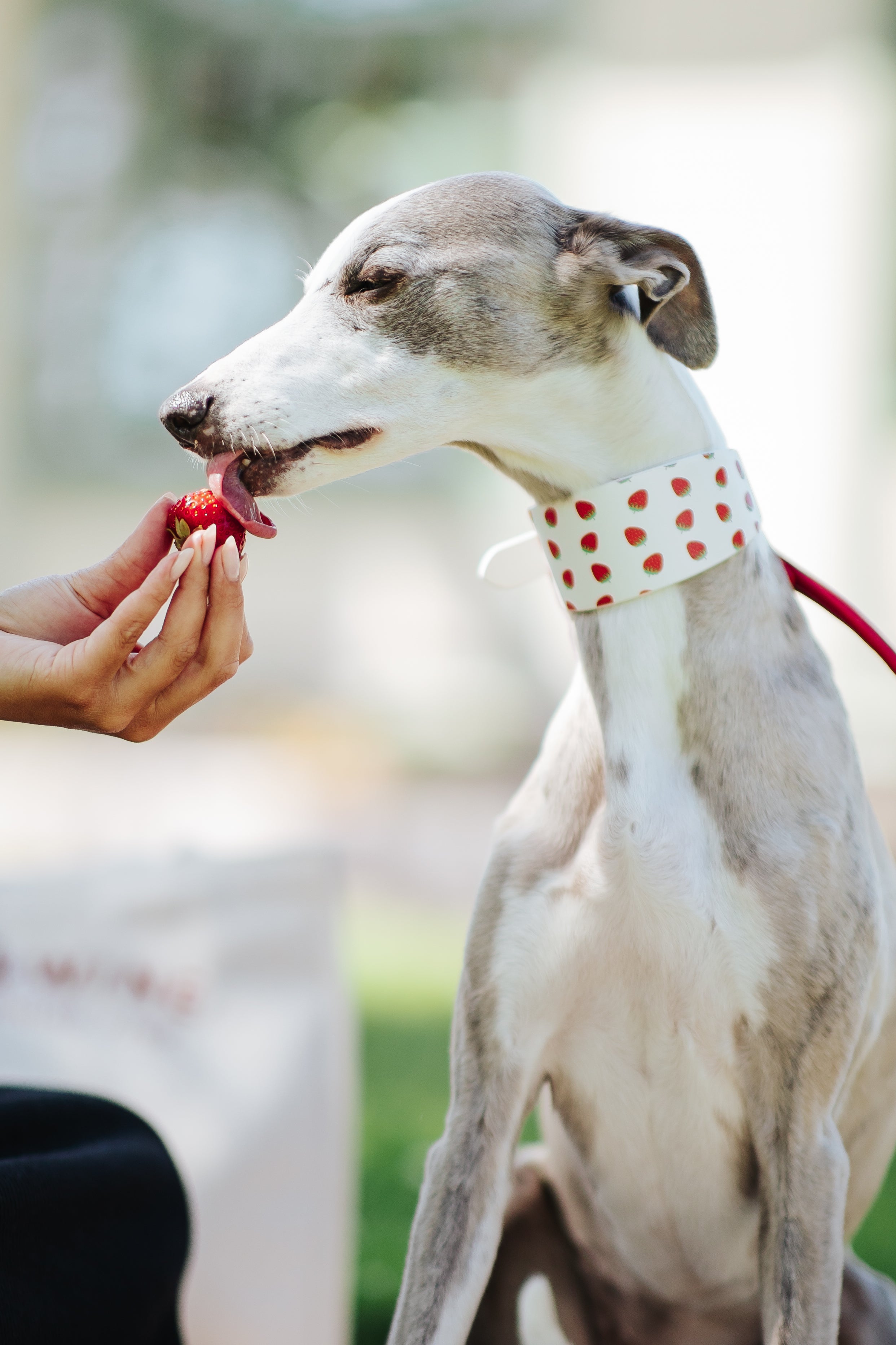Strawberry Dog Collar Wide