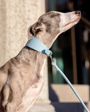 Baby Blue Dog Lead