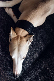 Black Croco Dog Collar Wide