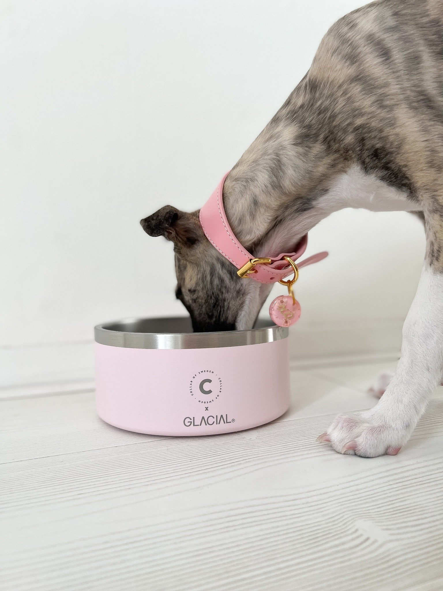 whippet-pink-dog-bowl_569aa8c3-2ee6-4fb8-9e57-9d1f648eba78.jpg