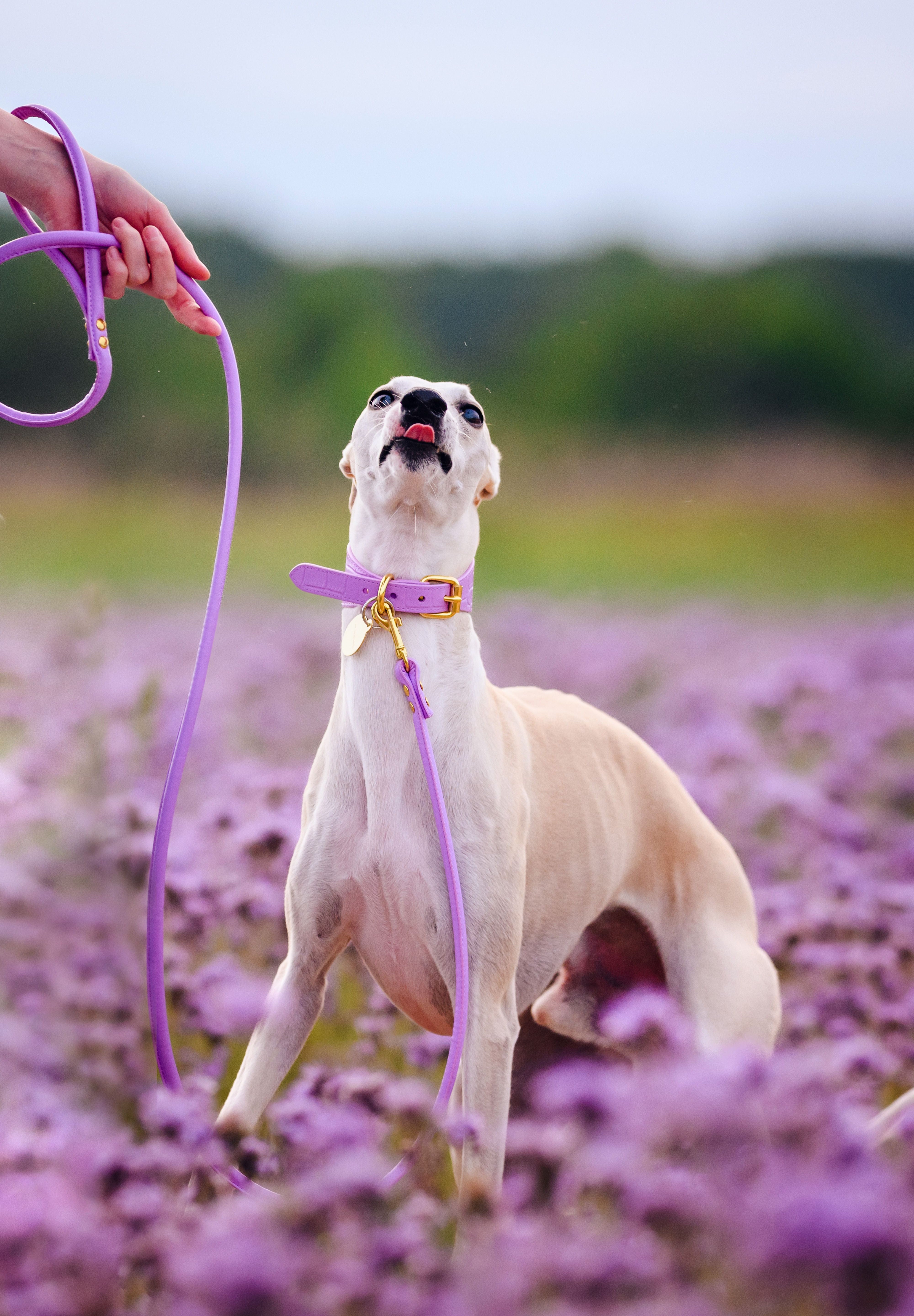 Violet Dog Lead