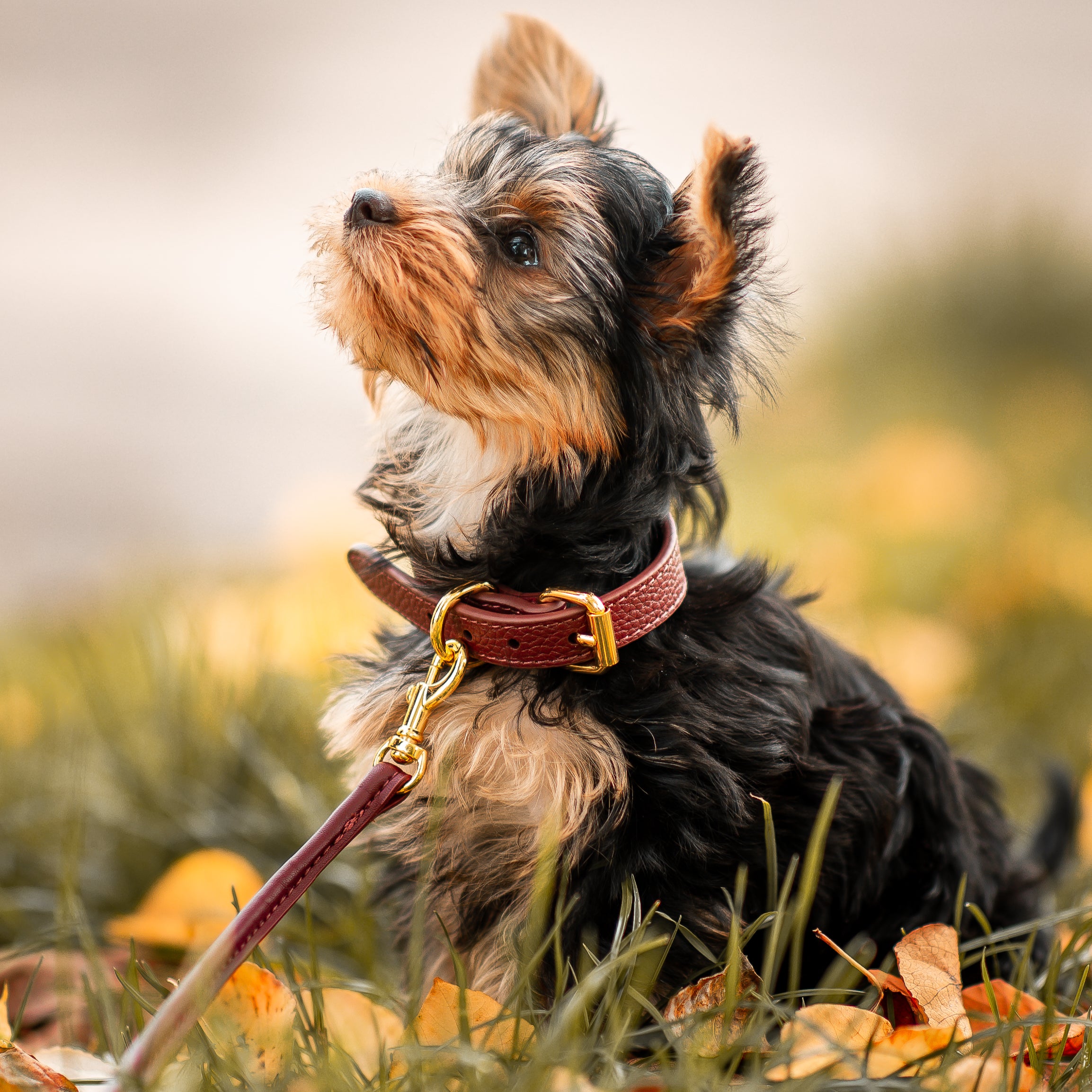 yorkieterrier-burgundy-dog-collar-xs-thin.jpg